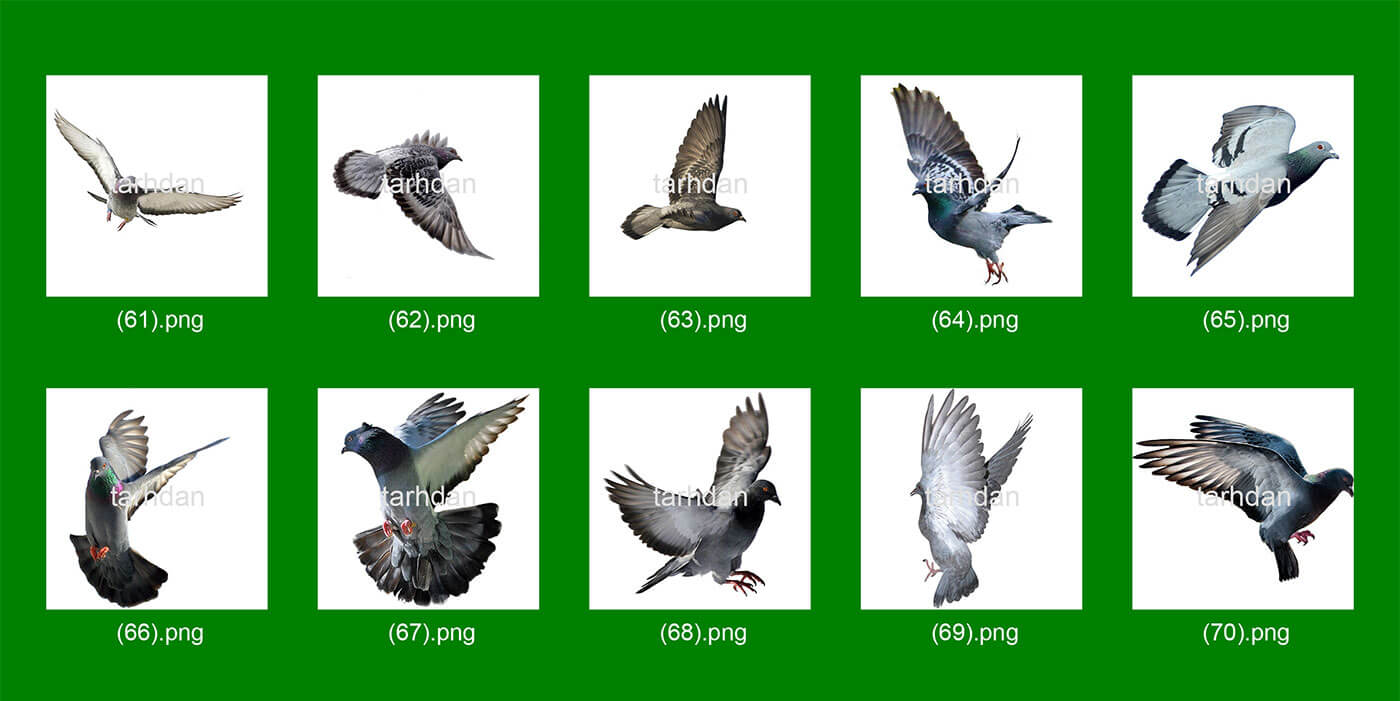 دانلود عکس-دور-بری-شده-کبوترها